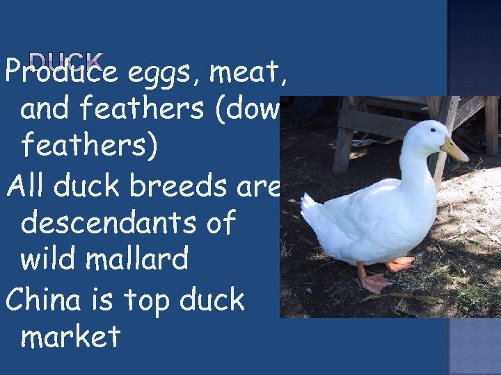 Produce eggs, meat, and feathers (down feathers) All duck breeds are descendants of wild