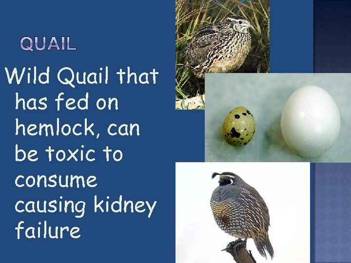 Wild Quail that has fed on hemlock, can be toxic to consume causing kidney