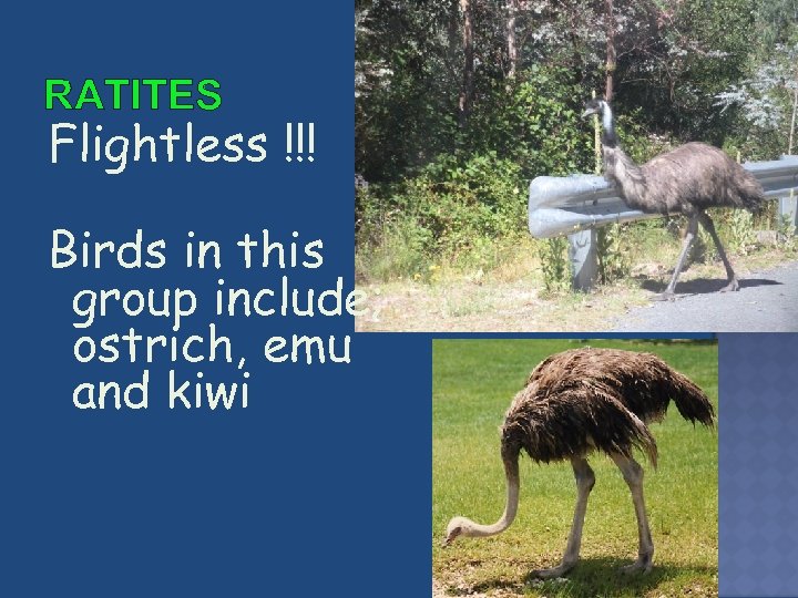 RATITES Flightless !!! Birds in this group include; ostrich, emu and kiwi 