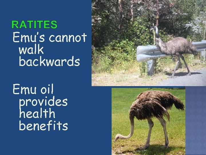RATITES Emu’s cannot walk backwards Emu oil provides health benefits 