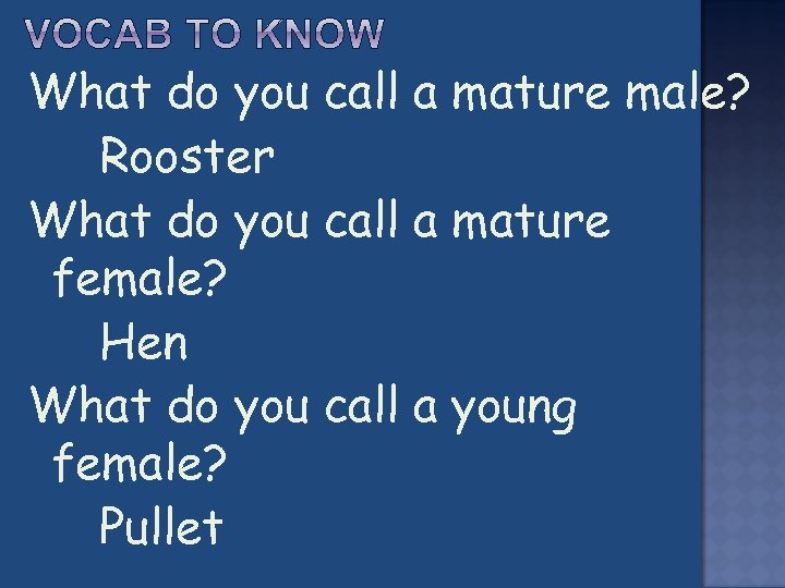 What do you call a mature male? Rooster What do you call a mature