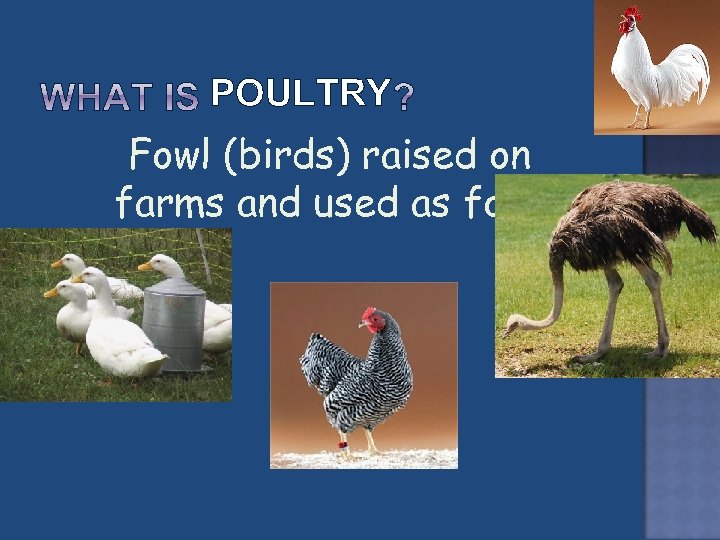 POULTRY Fowl (birds) raised on farms and used as food 