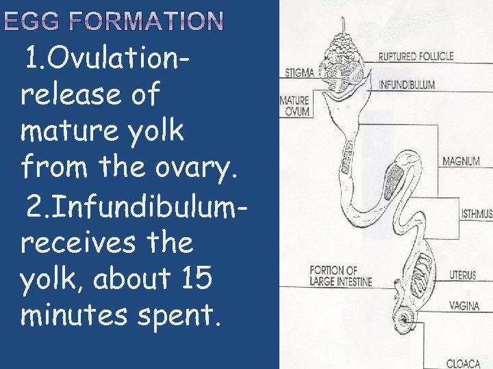  1. Ovulation- release of mature yolk from the ovary. 2. Infundibulumreceives the yolk,