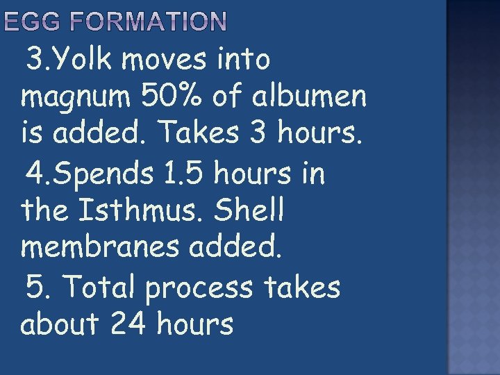 3. Yolk moves into magnum 50% of albumen is added. Takes 3 hours.
