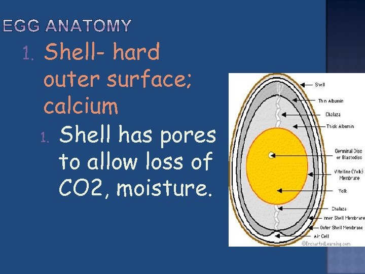 1. Shell- hard outer surface; calcium 1. Shell has pores to allow loss of