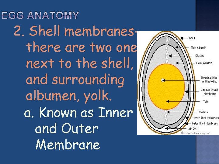 2. Shell membranesthere are two one next to the shell, and surrounding albumen, yolk.