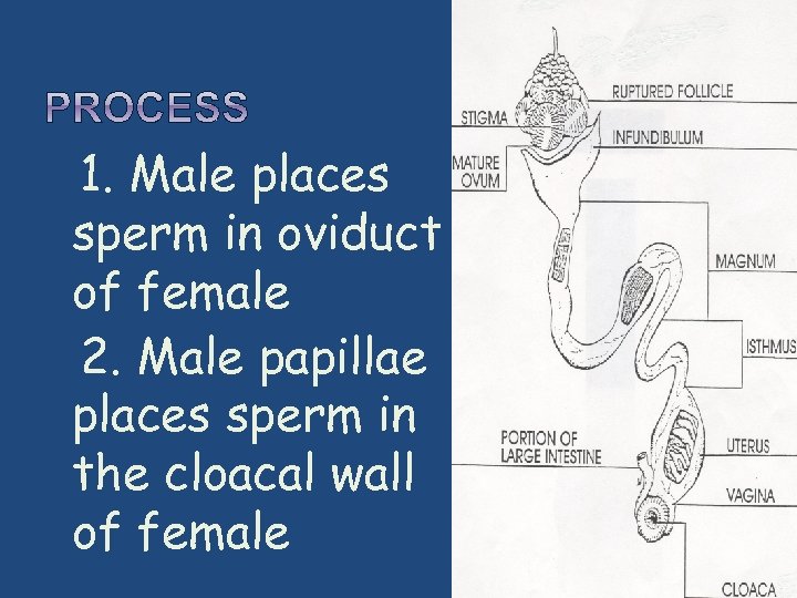  1. Male places sperm in oviduct of female 2. Male papillae places sperm