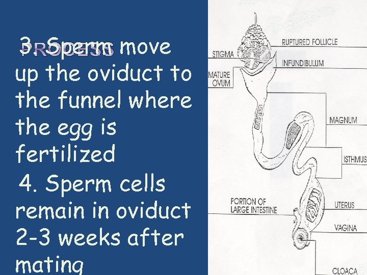  3. Sperm move up the oviduct to the funnel where the egg is