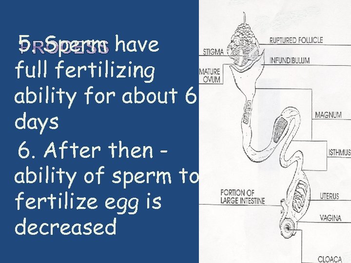  5. Sperm have full fertilizing ability for about 6 days 6. After then