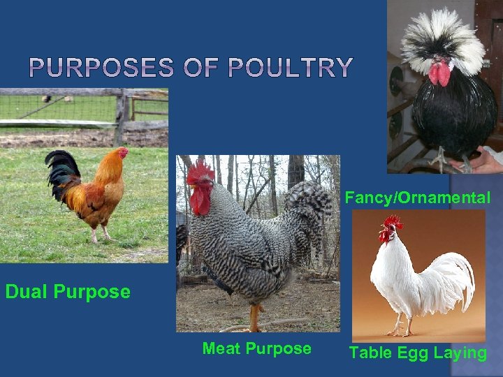 Fancy/Ornamental Dual Purpose Meat Purpose Table Egg Laying 