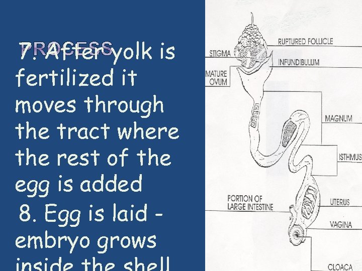  7. After yolk is fertilized it moves through the tract where the rest