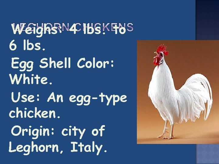  Weighs: 4 lbs. to 6 lbs. Egg Shell Color: White. Use: An egg-type