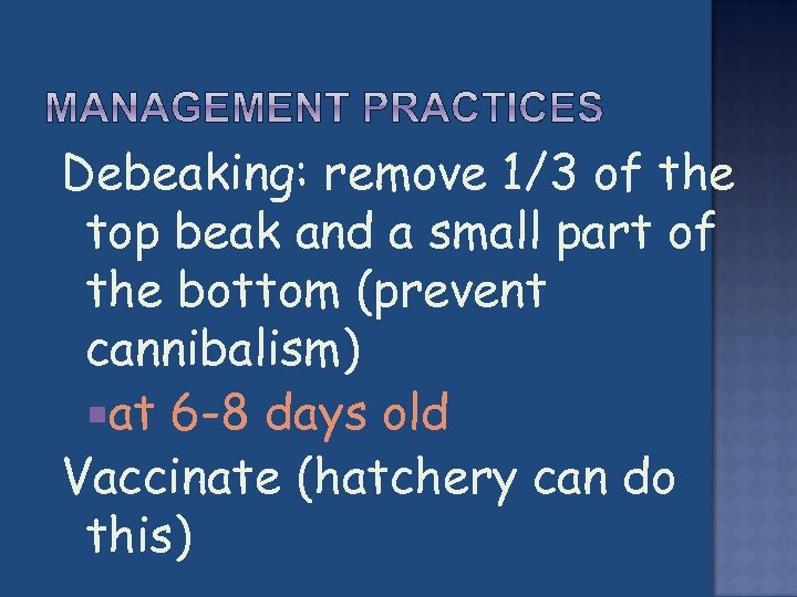 Debeaking: remove 1/3 of the top beak and a small part of the bottom