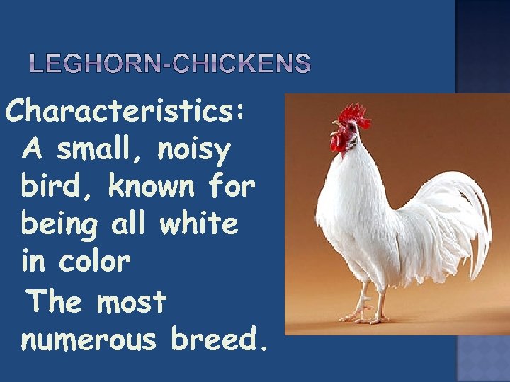 Characteristics: A small, noisy bird, known for being all white in color The most