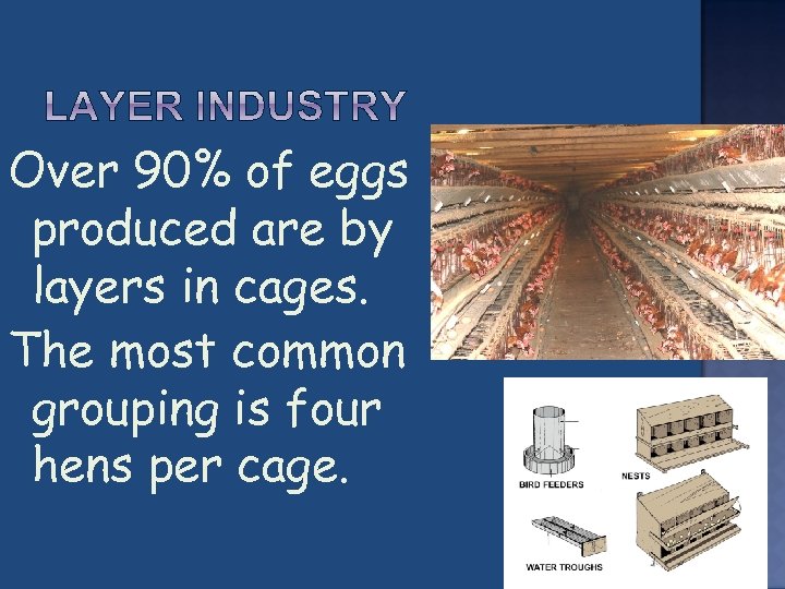 Over 90% of eggs produced are by layers in cages. The most common grouping