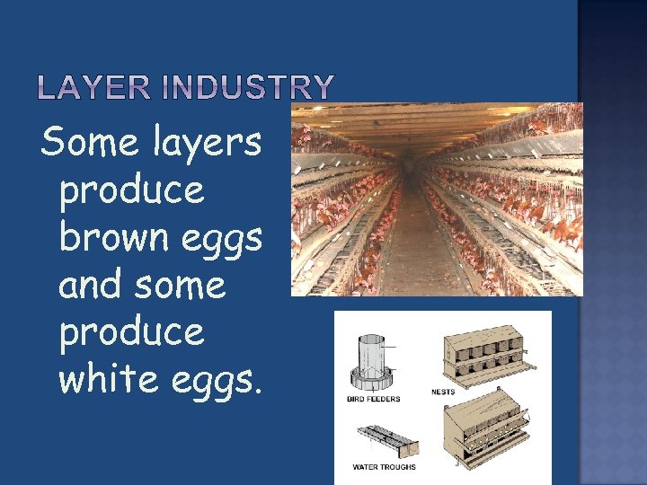 Some layers produce brown eggs and some produce white eggs. 