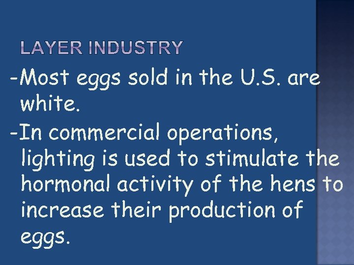 -Most eggs sold in the U. S. are white. -In commercial operations, lighting is