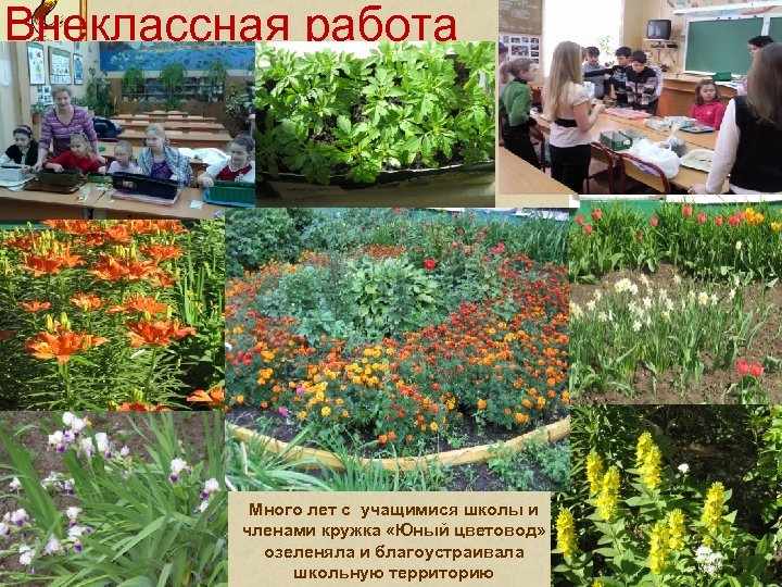  Внеклассная работа Много лет с учащимися школы и членами кружка «Юный цветовод» озеленяла