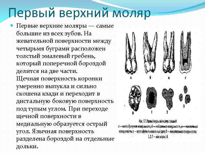 Первый верхний моляр Первые верхние моляры — самые большие из всех зубов. На жевательной