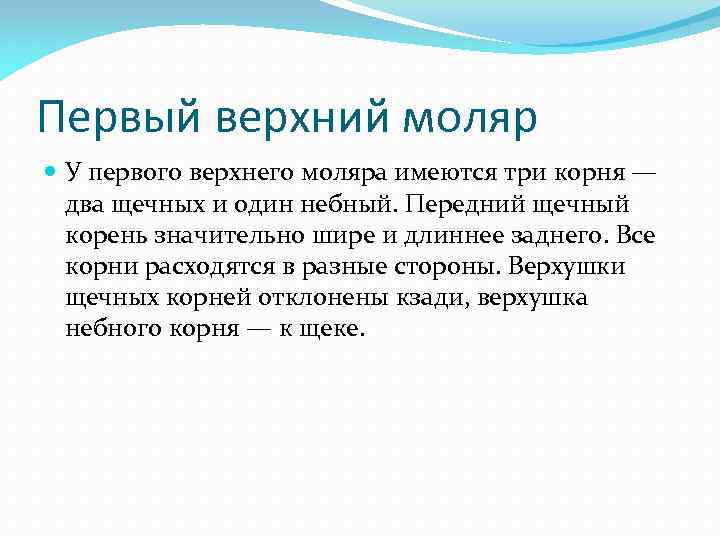 Первый верхний моляр У первого верхнего моляра имеются три корня — два щечных и