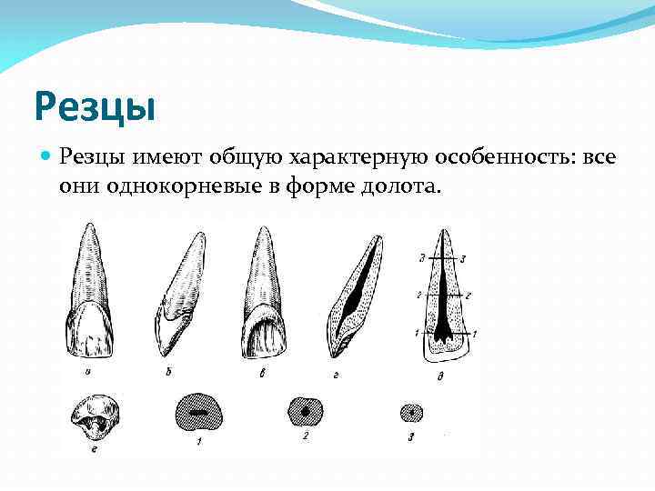 Резцы имеют общую характерную особенность: все они однокорневые в форме долота. 