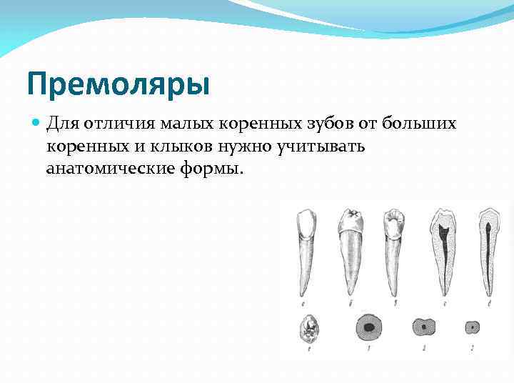 Для получения раздельного изображения корней коренных зубов центральный луч должен иметь направление