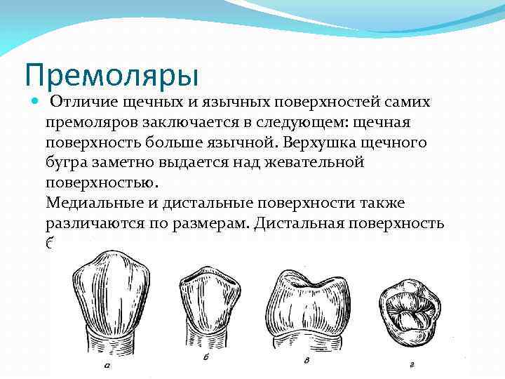 Премоляры Отличие щечных и язычных поверхностей самих премоляров заключается в следующем: щечная поверхность больше