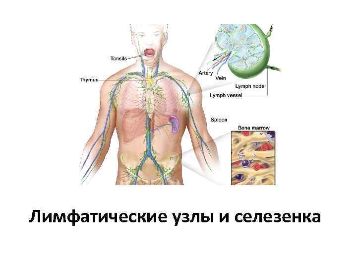 Лимфатические узлы и селезенка 