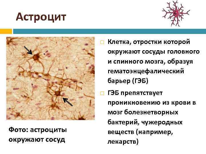Функции астроцитов. Астроциты спинного мозга. Астроглия и астроциты. Астроциты головного мозга. Протоплазматические и волокнистые астроциты.