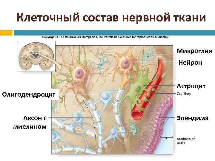 Клеточный состав нервной ткани Микроглия Нейрон Олигодендроцит Аксон с миелином Астроцит Эпендима 