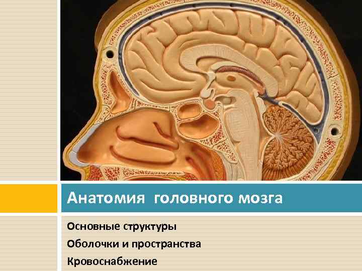 Анатомия головного мозга Основные структуры Оболочки и пространства Кровоснабжение 