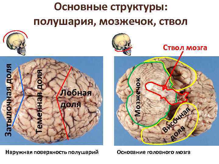 Основные структуры: полушария, мозжечок, ствол Лобная доля Наружная поверхность полушарий Мозжечок Теменная доля Затылочная