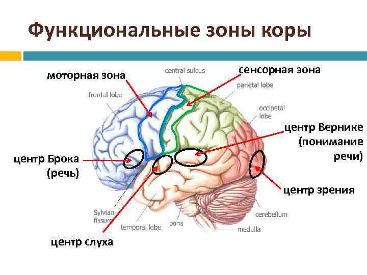 Что такое моторная речь