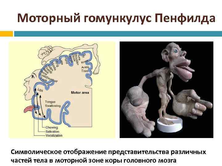 Моторный гомункулус Пенфилда Символическое отображение представительства различных частей тела в моторной зоне коры головного