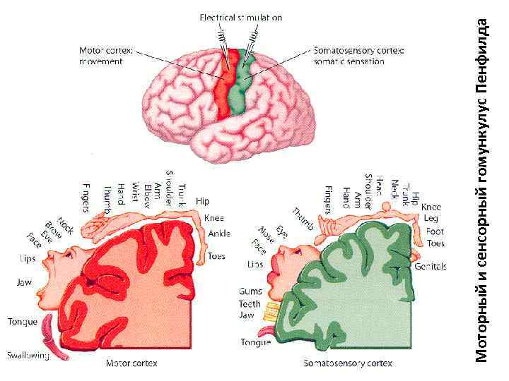 Моторный и сенсорный гомункулус Пенфилда 