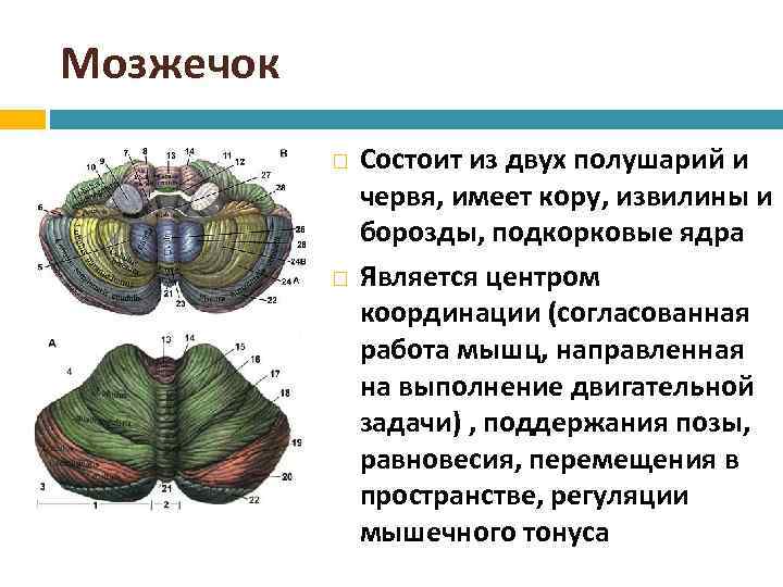 Мозжечок Состоит из двух полушарий и червя, имеет кору, извилины и борозды, подкорковые ядра