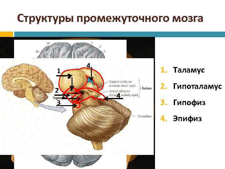 Структуры промежуточного мозга 4 1 2 3 1. Таламус 3 2 1 4 2.