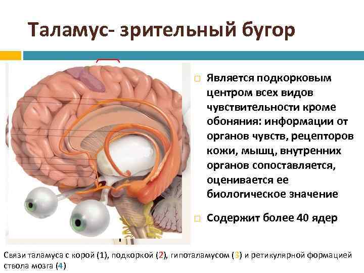 Таламус- зрительный бугор 1 2 3 4 Является подкорковым центром всех видов чувствительности кроме