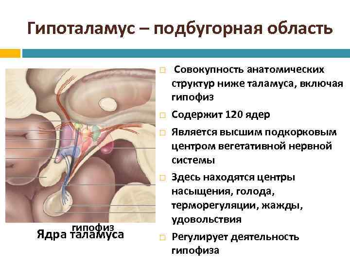 Гипоталамус – подбугорная область гипофиз Ядра таламуса Совокупность анатомических структур ниже таламуса, включая гипофиз