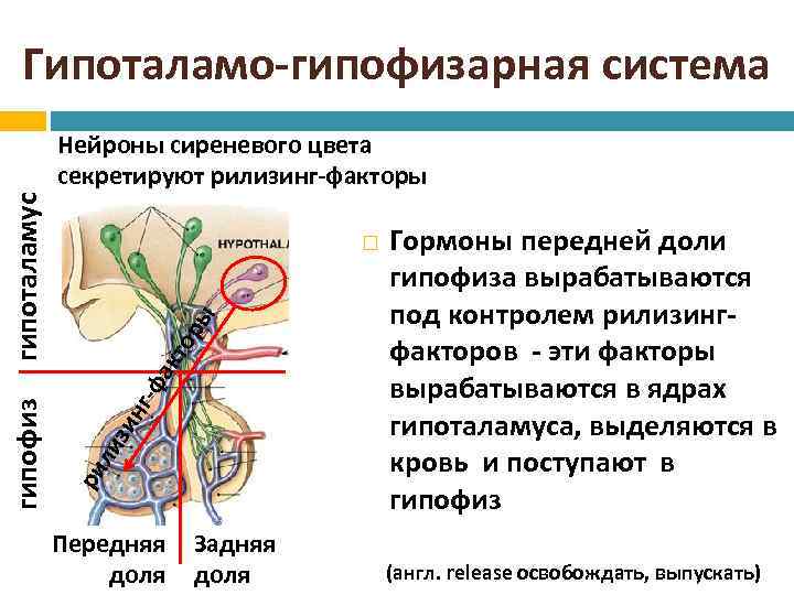 Гипоталамо-гипофизарная система ли зи нг -ф ак то ры ри гипофиз гипоталамус Нейроны сиреневого