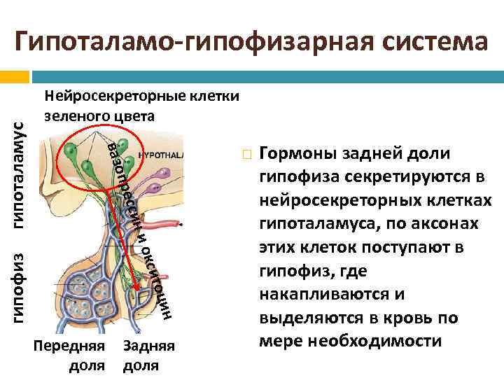  итоц окс и син прес ин гипофиз Нейросекреторные клетки зеленого цвета вазо гипоталамус