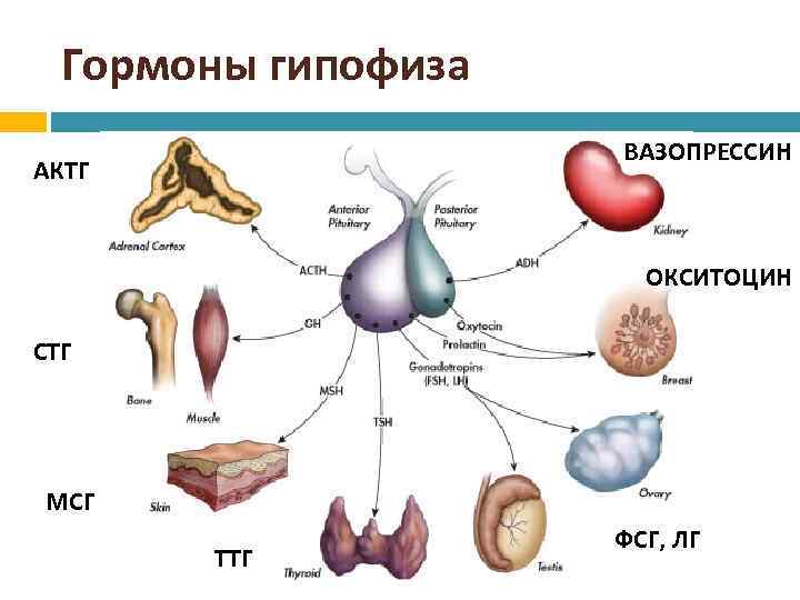 Гормоны гипофиза ВАЗОПРЕССИН АКТГ ОКСИТОЦИН СТГ МСГ ТТГ ФСГ, ЛГ 