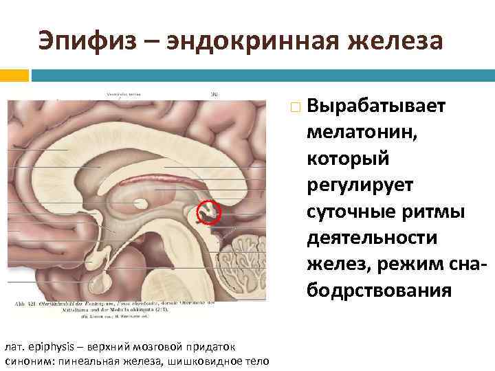 Шишковидная железа где