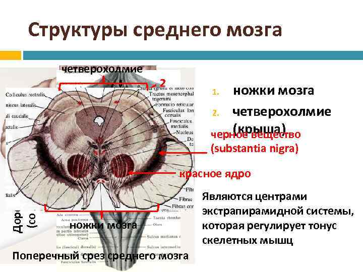 Поперечный срез среднего мозга схема