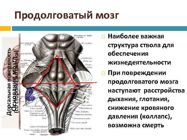 Продолговатый мозг Дорсальная поверхность Основание мозга (со стороны мозжечка) Наиболее важная структура ствола для