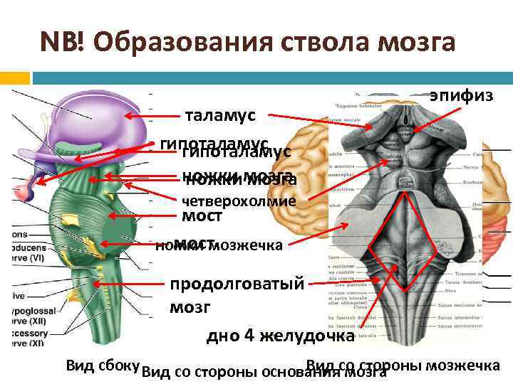 NB! Образования ствола мозга таламус гипоталамус эпифиз ножки мозга четверохолмие мост ножки мозжечка продолговатый