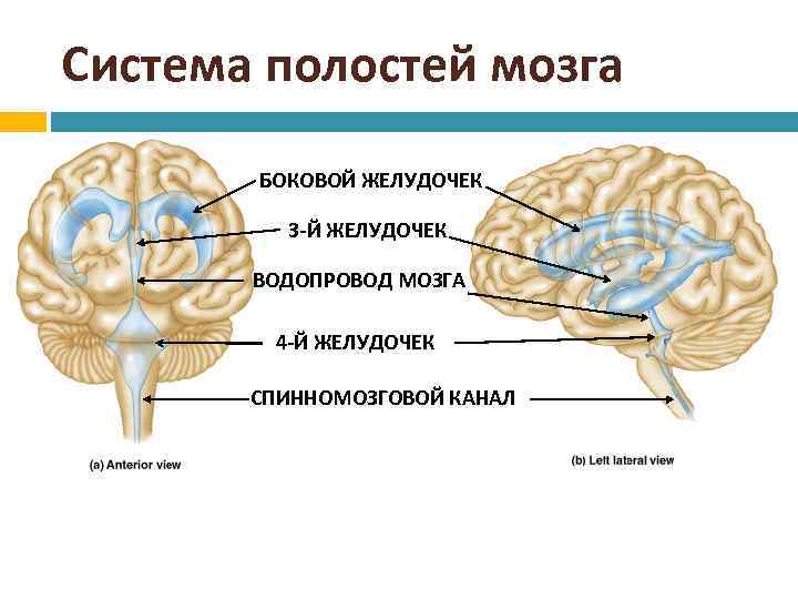 Система полостей мозга БОКОВОЙ ЖЕЛУДОЧЕК 3 -Й ЖЕЛУДОЧЕК ВОДОПРОВОД МОЗГА 4 -Й ЖЕЛУДОЧЕК СПИННОМОЗГОВОЙ