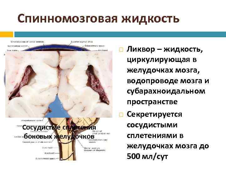 Спинномозговая жидкость Сосудистые сплетения боковых желудочков Ликвор – жидкость, циркулирующая в желудочках мозга, водопроводе