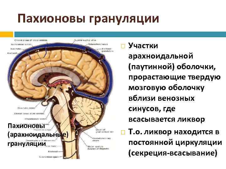 Пахионовы грануляции Пахионовы паутинной оболочки (арахноидальные) грануляции Участки арахноидальной (паутинной) оболочки, прорастающие твердую мозговую