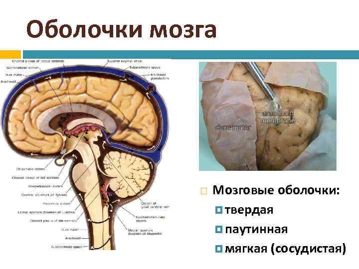 Оболочки мозга Мозговые оболочки: твердая паутинная мягкая (сосудистая) 